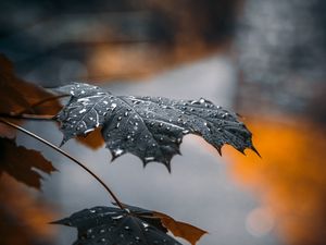 Preview wallpaper maple, leaf, drops, macro, reflection