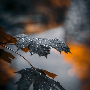 Preview wallpaper maple, leaf, drops, macro, reflection