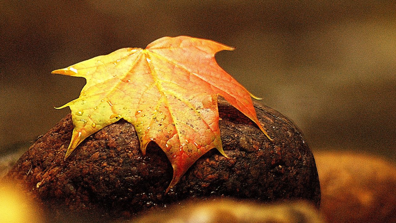 Wallpaper maple, leaf, drops, stone, macro