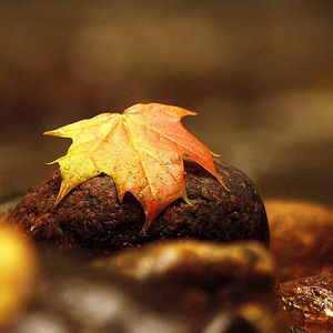 Preview wallpaper maple, leaf, drops, stone, macro