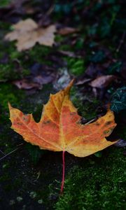 Preview wallpaper maple, leaf, dry, moss, macro