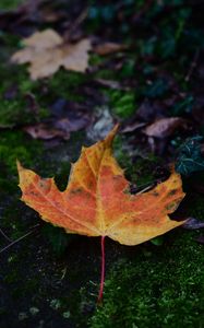 Preview wallpaper maple, leaf, dry, moss, macro