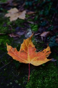 Preview wallpaper maple, leaf, dry, moss, macro