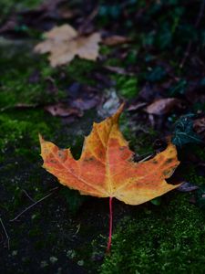 Preview wallpaper maple, leaf, dry, moss, macro