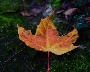 Preview wallpaper maple, leaf, dry, moss, macro