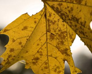 Preview wallpaper maple, leaf, dry, fall