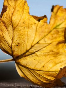 Preview wallpaper maple, leaf, dry, veins