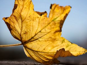 Preview wallpaper maple, leaf, dry, veins