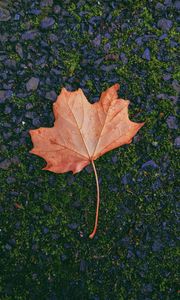 Preview wallpaper maple, leaf, fallen, autumn, moss