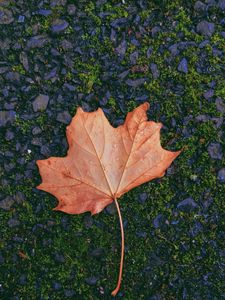 Preview wallpaper maple, leaf, fallen, autumn, moss