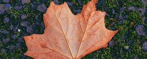 Preview wallpaper maple, leaf, fallen, autumn, moss