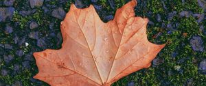 Preview wallpaper maple, leaf, fallen, autumn, moss