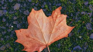 Preview wallpaper maple, leaf, fallen, autumn, moss