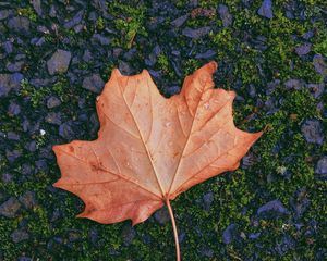 Preview wallpaper maple, leaf, fallen, autumn, moss