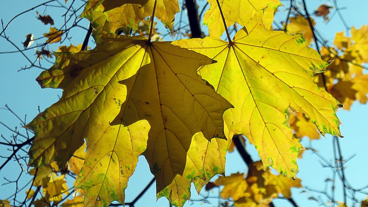 Wallpaper maple, leaf, fallen