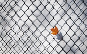Preview wallpaper maple leaf, fence, grille, minimalism, autumn