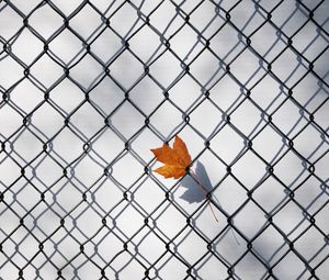 Preview wallpaper maple leaf, fence, grille, minimalism, autumn