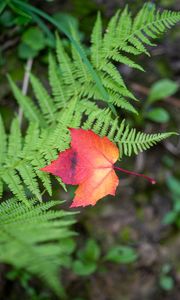 Preview wallpaper maple leaf, fern, plants, autumn, nature