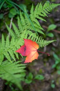 Preview wallpaper maple leaf, fern, plants, autumn, nature