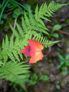 Preview wallpaper maple leaf, fern, plants, autumn, nature