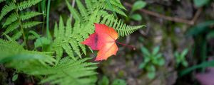 Preview wallpaper maple leaf, fern, plants, autumn, nature