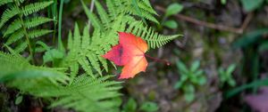 Preview wallpaper maple leaf, fern, plants, autumn, nature