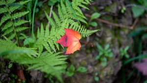 Preview wallpaper maple leaf, fern, plants, autumn, nature