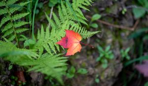 Preview wallpaper maple leaf, fern, plants, autumn, nature