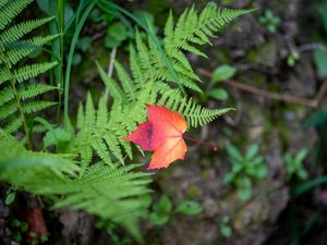 Preview wallpaper maple leaf, fern, plants, autumn, nature