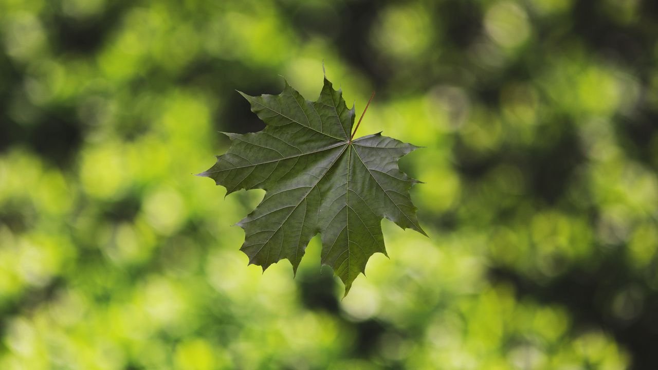 Wallpaper maple, leaf, glare, blur
