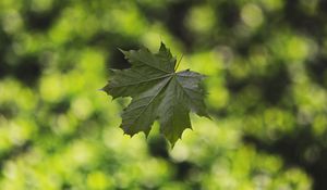 Preview wallpaper maple, leaf, glare, blur