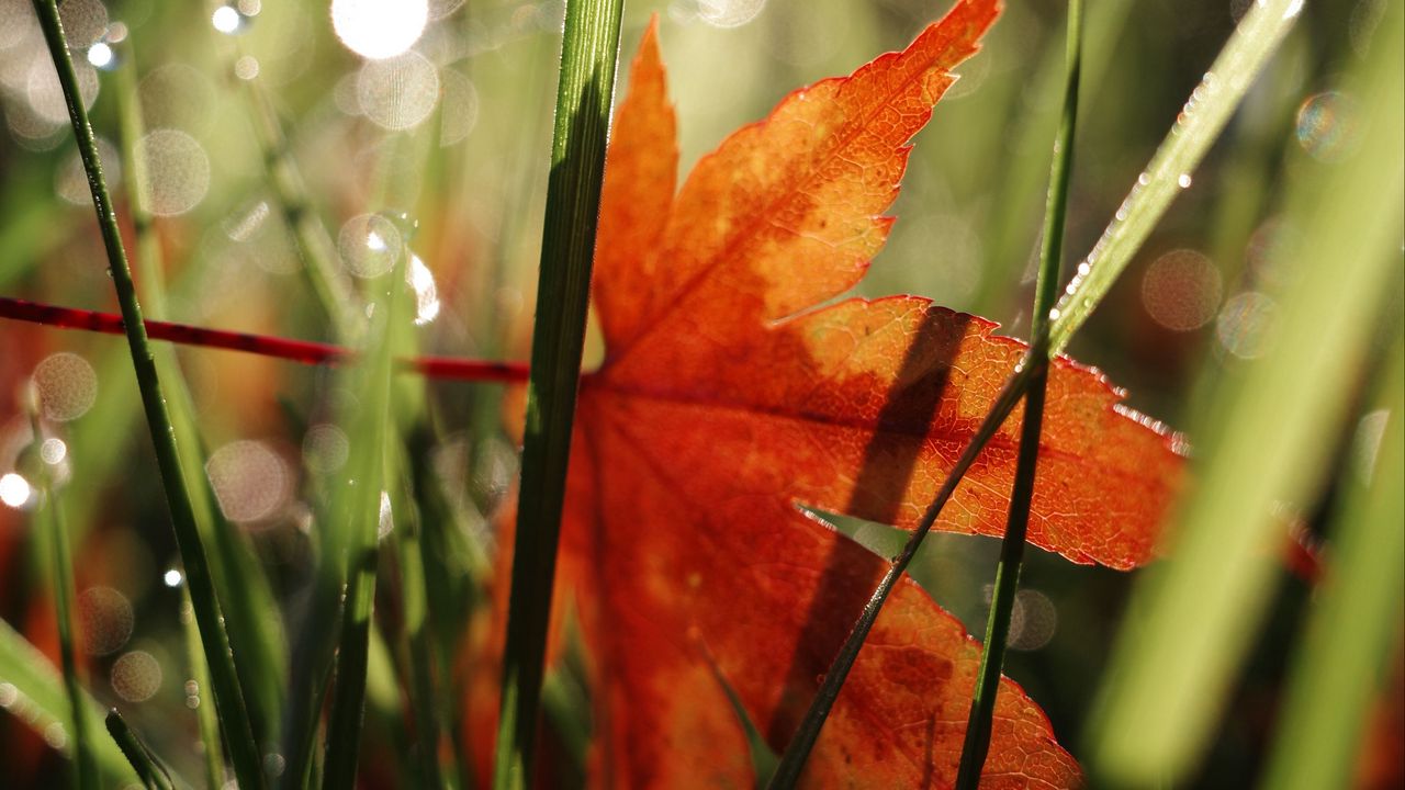 Wallpaper maple leaf, grass, autumn, macro