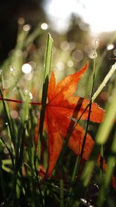 Preview wallpaper maple leaf, grass, autumn, macro