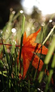 Preview wallpaper maple leaf, grass, autumn, macro