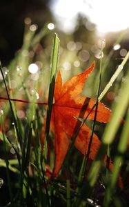 Preview wallpaper maple leaf, grass, autumn, macro