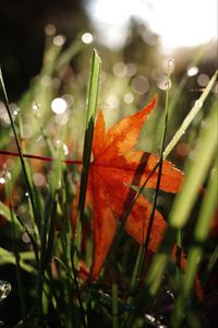 Preview wallpaper maple leaf, grass, autumn, macro