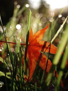 Preview wallpaper maple leaf, grass, autumn, macro