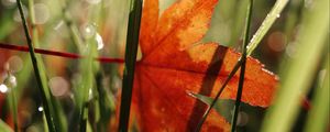 Preview wallpaper maple leaf, grass, autumn, macro