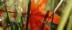 Preview wallpaper maple leaf, grass, autumn, macro