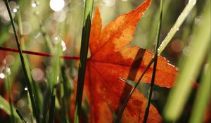 Preview wallpaper maple leaf, grass, autumn, macro