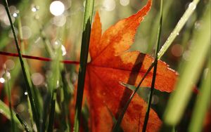 Preview wallpaper maple leaf, grass, autumn, macro