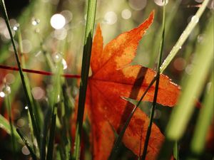 Preview wallpaper maple leaf, grass, autumn, macro