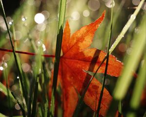 Preview wallpaper maple leaf, grass, autumn, macro