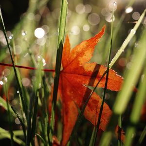 Preview wallpaper maple leaf, grass, autumn, macro