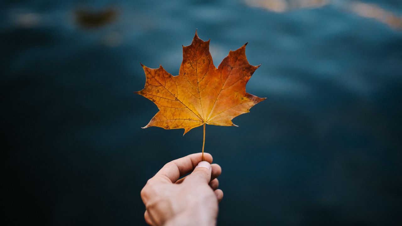 Wallpaper maple, leaf, hand, autumn, blur