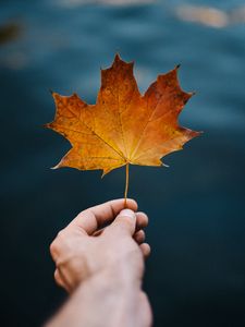 Preview wallpaper maple, leaf, hand, autumn, blur