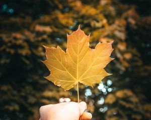 Preview wallpaper maple, leaf, hand, watch, focus