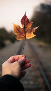 Preview wallpaper maple leaf, hand, road, distance