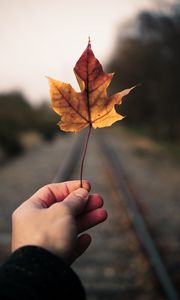 Preview wallpaper maple leaf, hand, road, distance