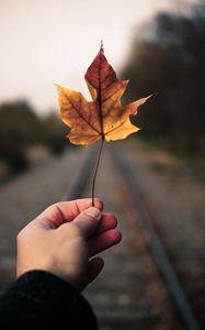 Preview wallpaper maple leaf, hand, road, distance
